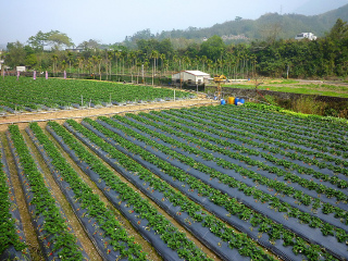 大湖欣铃草莓园
