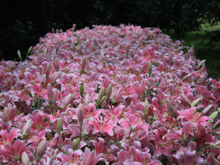 成都石象湖景区