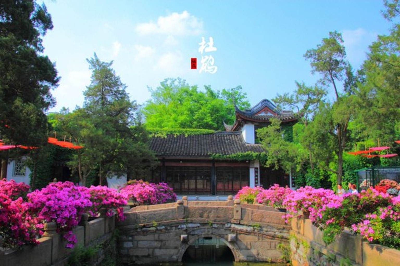 錫惠杜鵑紅(錫惠公園賞杜鵑花攻略)_錫惠公園遊記_途牛