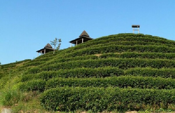 龙岩云顶茶园_龙岩云顶茶园攻略_龙岩云顶茶园有什么好玩的