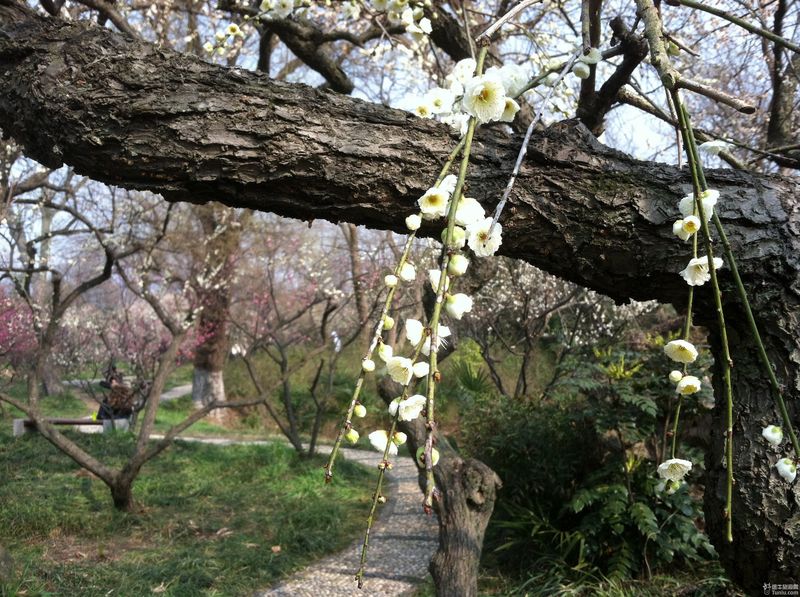 梅花山梅園始建於1929年,植梅面積1533餘畝,有近400個品種的13000餘株