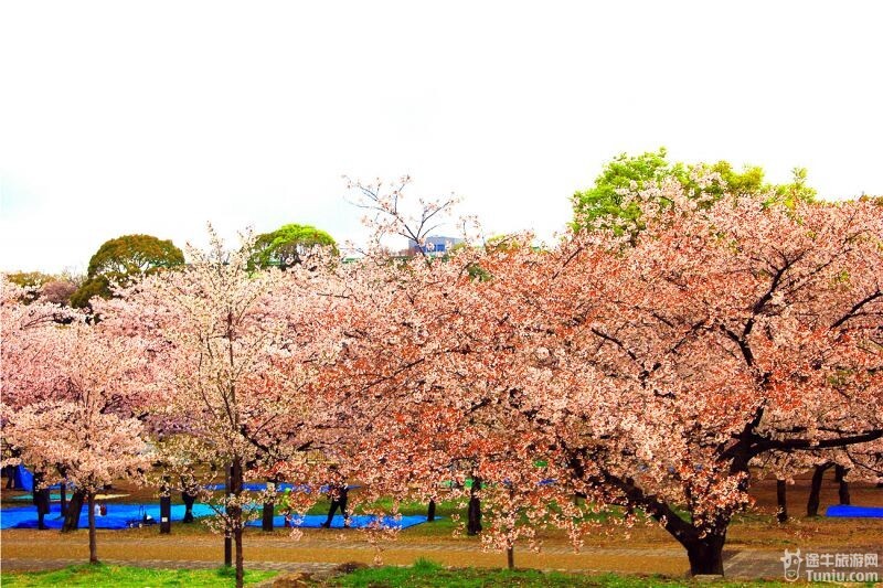 大阪城的外护城河一带是樱花树最为集中的地方.