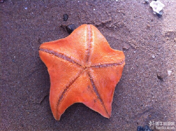 跟当地居民一起赶海去,不过只捡几个海星,人家捡老多了,八爪鱼了,螃蟹