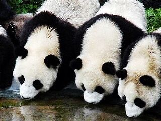 香江野生动物世界