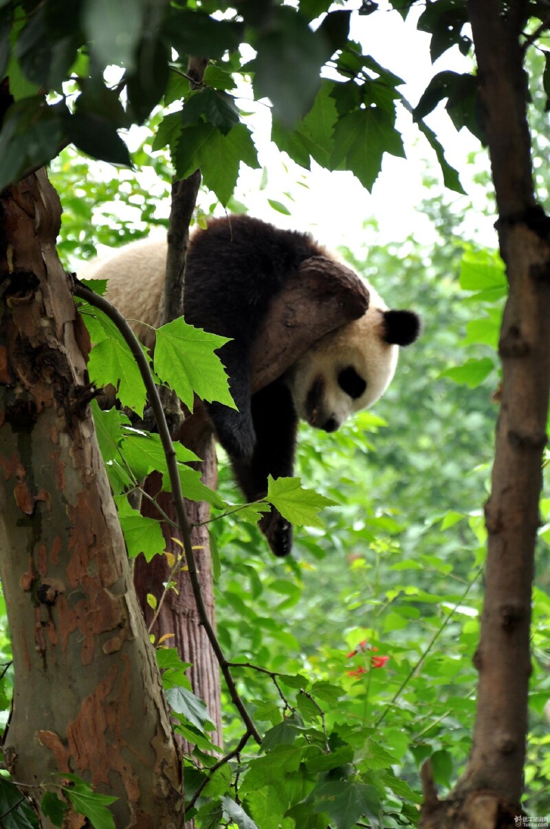 与大熊猫儿零距离接触