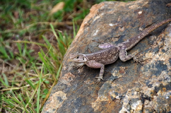 【肯尼亚】10个日与夜,出走地平线!