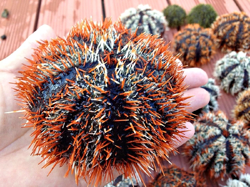 竟然还有一只可爱的河豚宝宝  一定是刚才那只大河豚