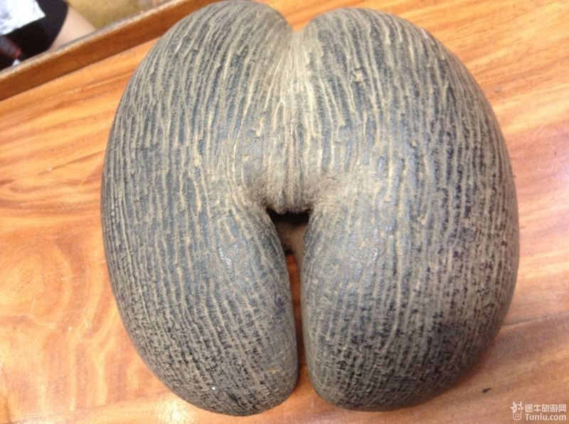 神奇的母椰子,这样一颗果实得长7,8年才能