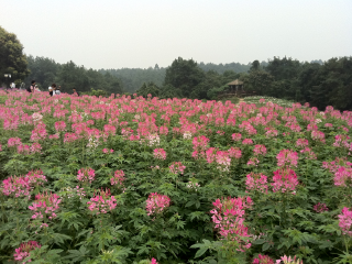 成都石象湖景区