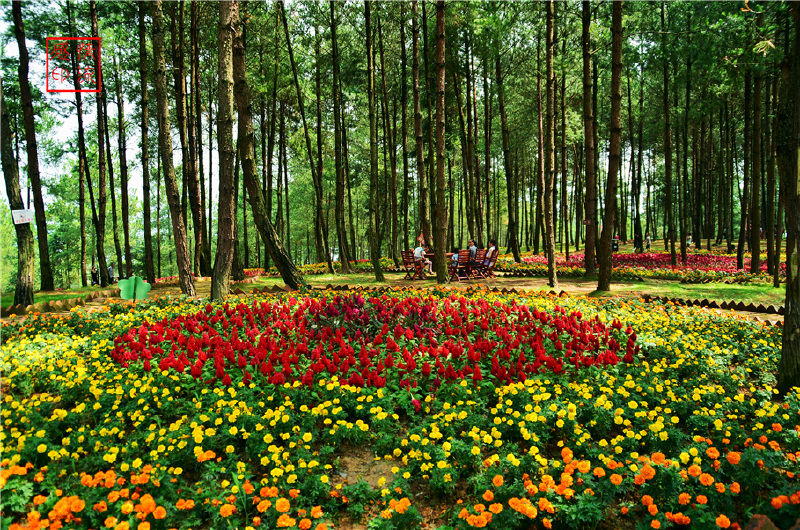 陪你去桐梓看花海