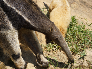 杭州野生动物世界
