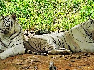 香江野生动物世界