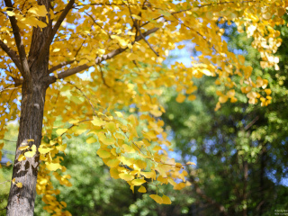 盘县古银杏风景名胜区