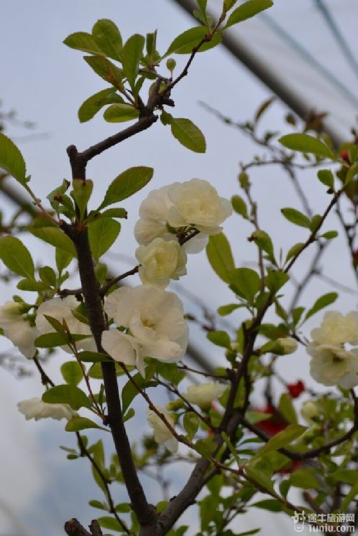 一进大门直走,就看到海棠馆了(根据季节花期的不同,会在这儿展示不同