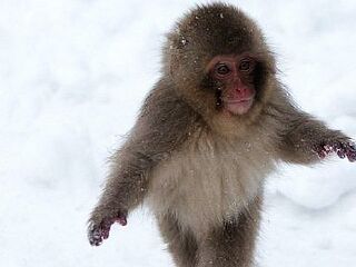 峨眉山生态猴区