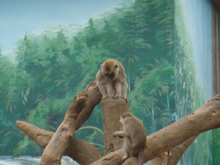 新竹市立动物园