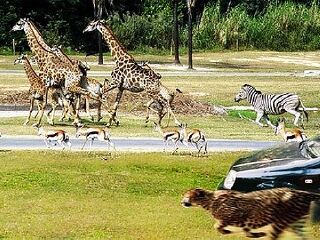 香江野生动物世界