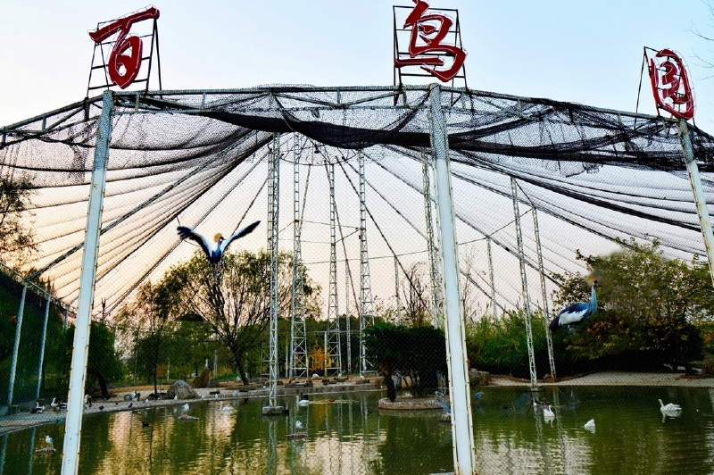 百鸟园:位于鼓浪屿英雄山共有冠冕鹤,火烈鸟,丹顶鹤等中外名鸟100余种