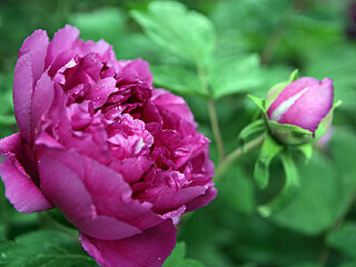 隋唐遗址植物园