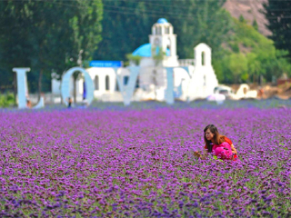 紫海香堤薰衣草庄园