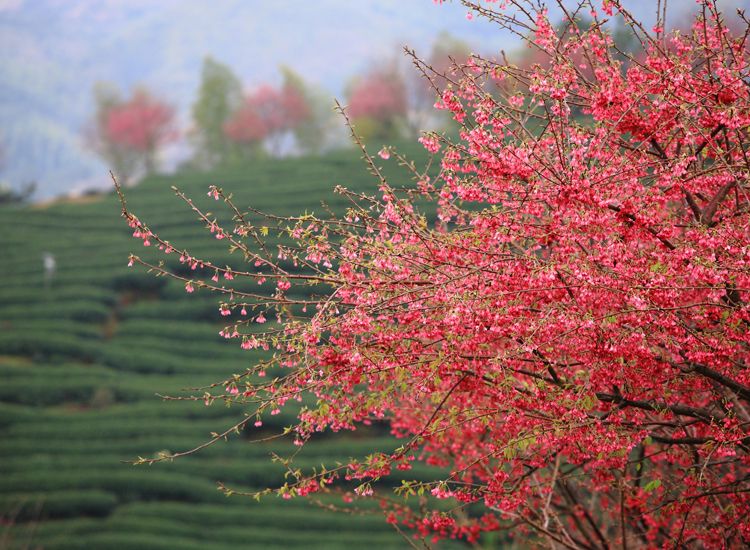 永福花乡