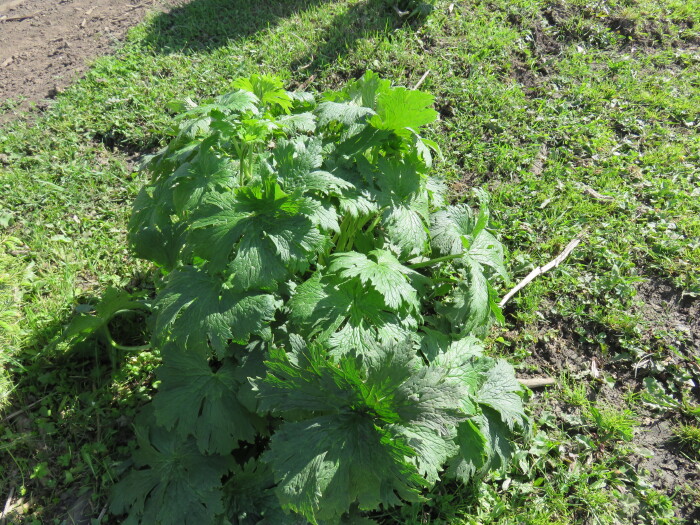 同行的苏州小美女,是新疆本地人,告诉称说,这草有毒,有麻醉作用,没敢