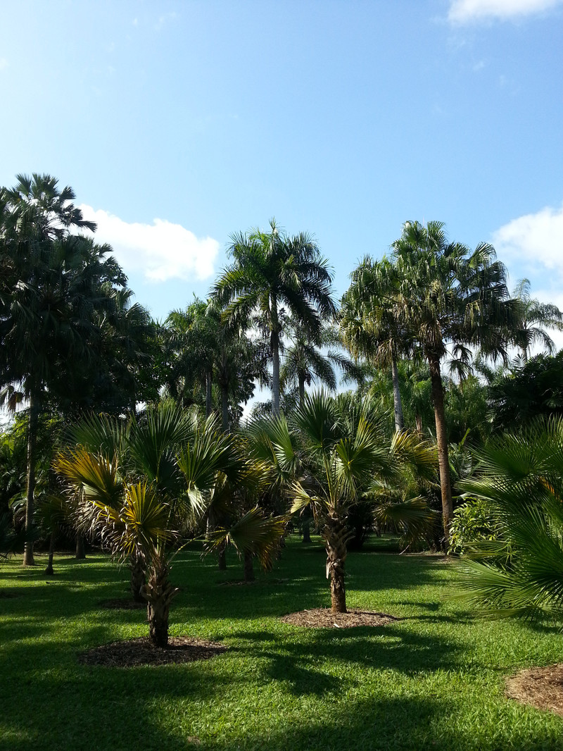 雲南之南西雙版納勐侖植物園遊記