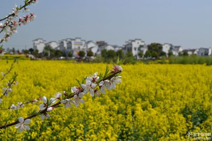 【高淳一日遊】椏溪慢城,那肆意的金黃油菜花