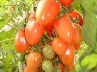 杨凌现代农业创新园