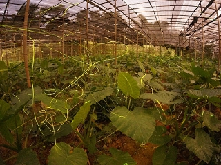 广州南湖萤火虫花园