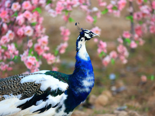 嘉峪关中华孔雀苑景区