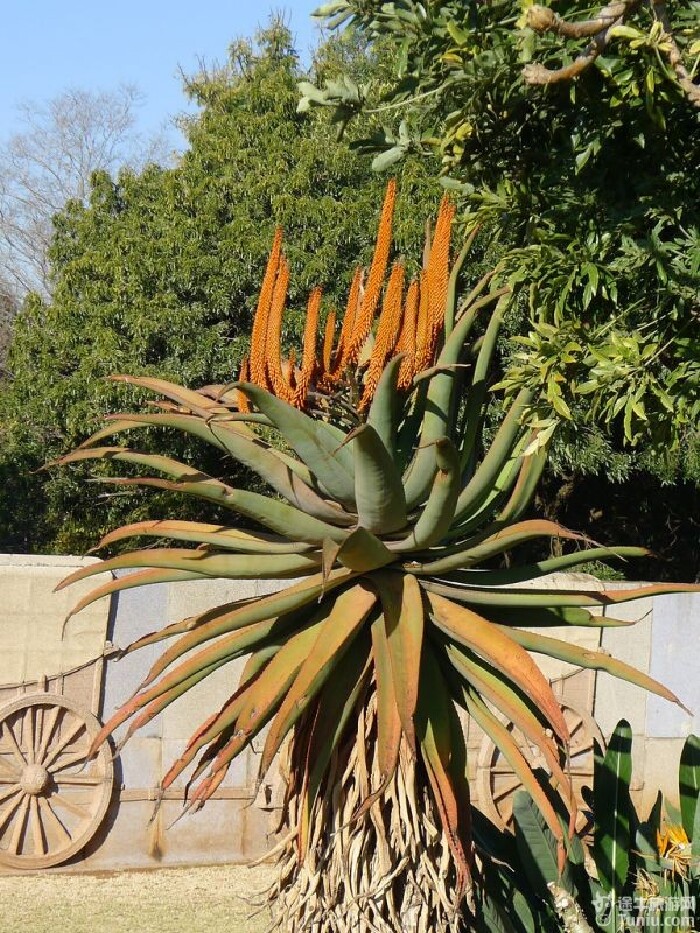 超级大芦荟~~在南非很常见