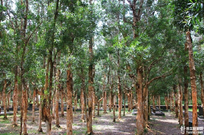 (国家森林地质公园里的小叶桉树林)