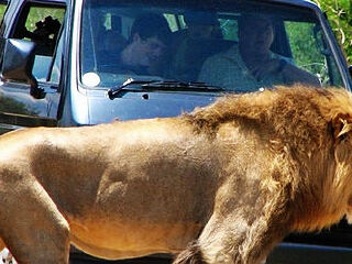 克鲁格国家公园