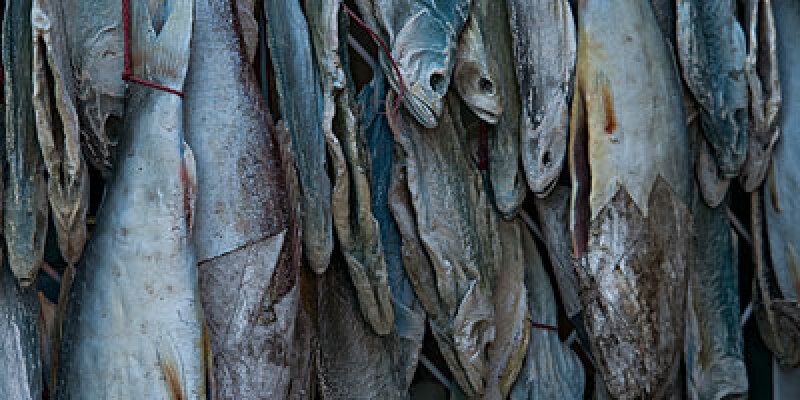 菲希克咸鱼poorhikersaltedfish