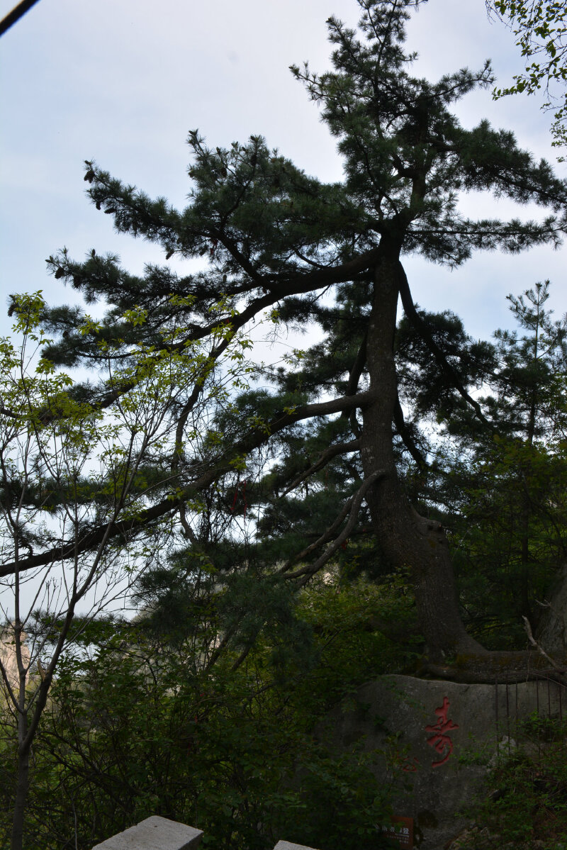 河南平顶山尧山景区p127:寿松,尧山珍奇古松之一,盘根错节于巨石之上