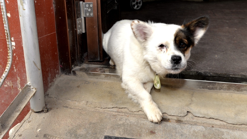 花脸小狗,同志们看它的脖子
