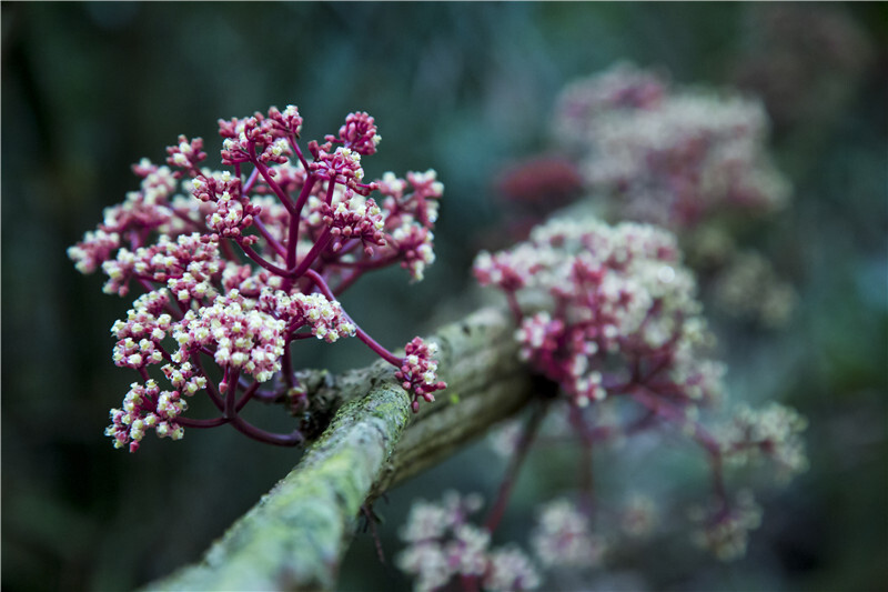 快来围观热带雨林的奇葩