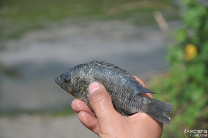 不知道是什么鱼