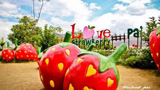 草莓园love strawberry pai