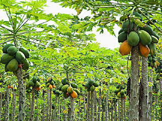 海南农垦万嘉果热带植物园