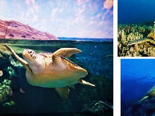 武汉海昌极地海洋公园