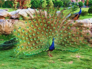 嘉峪关中华孔雀苑景区