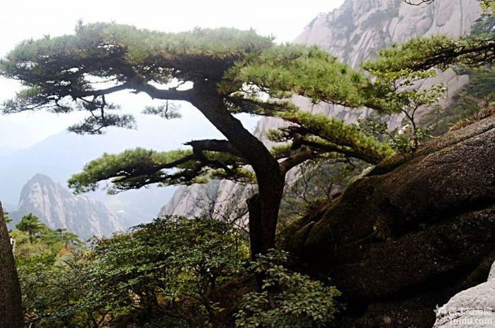 黃山圓夢行----附二百餘張黃山照片,含最佳登山路線