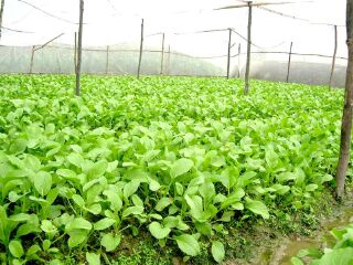 杨凌现代农业创新园