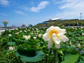 亚沙水生植物园