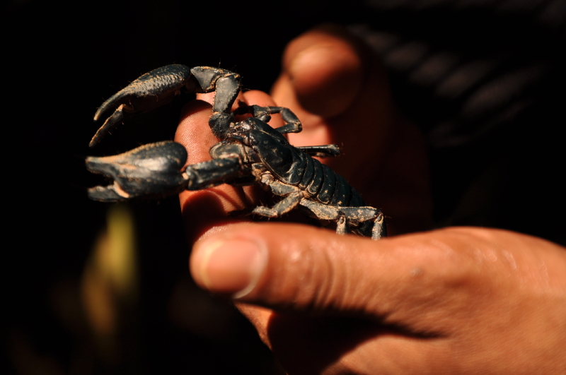 奶爸和布丁最酷的亲子旅行驯象火山徒步探险