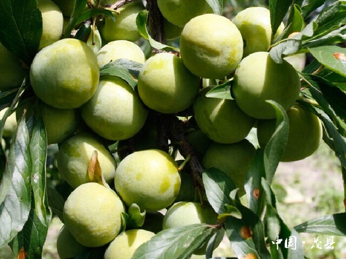 周末渡假——茂县,松坪沟