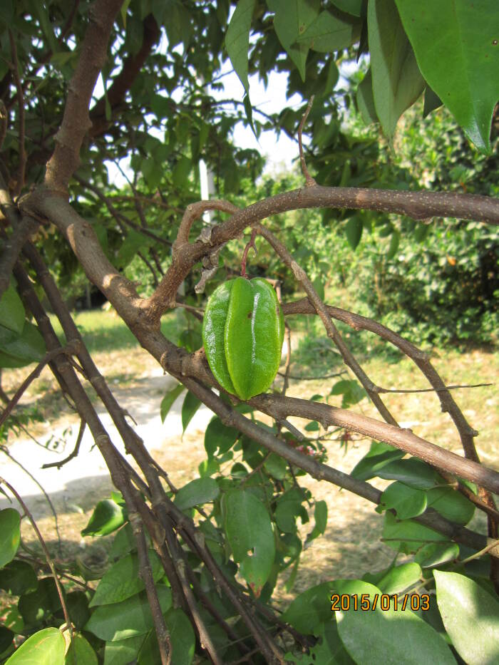【泰国】曼谷,芭堤雅6日游— 一次难忘的跨年之旅
