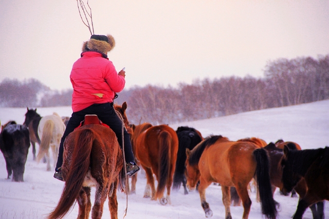 马背上的少年,一边放马,一边玩手机.